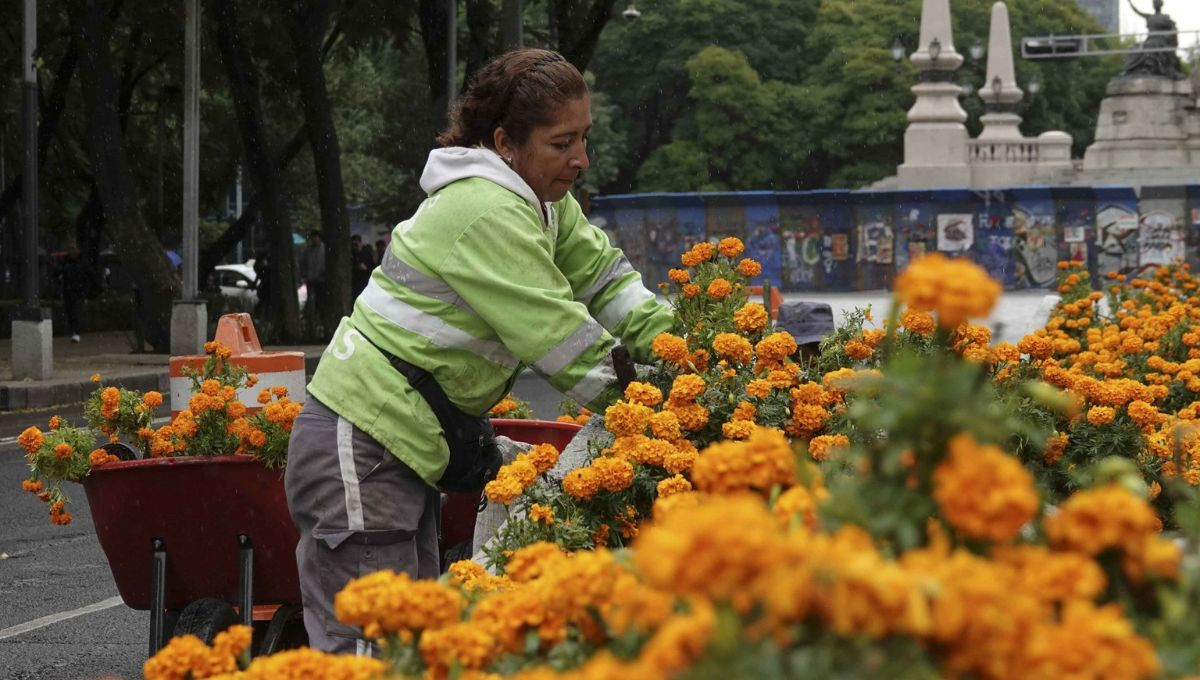 La flor de muertos, como también se le conoce, representa no solo la luz que guía a las almas, sino también la fugacidad de la vida