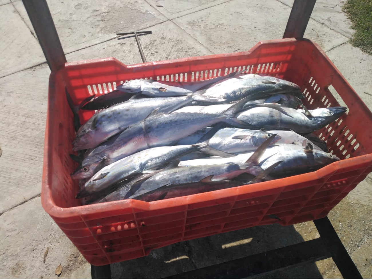 Los pescadores han vuelto a pescar sierra tras el mal tiempo, obteniendo buenas capturas