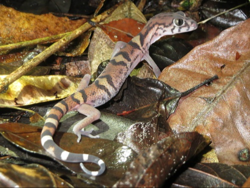 Este reptil habita en México, Belice, Honduras, Guatemala y El Salvador