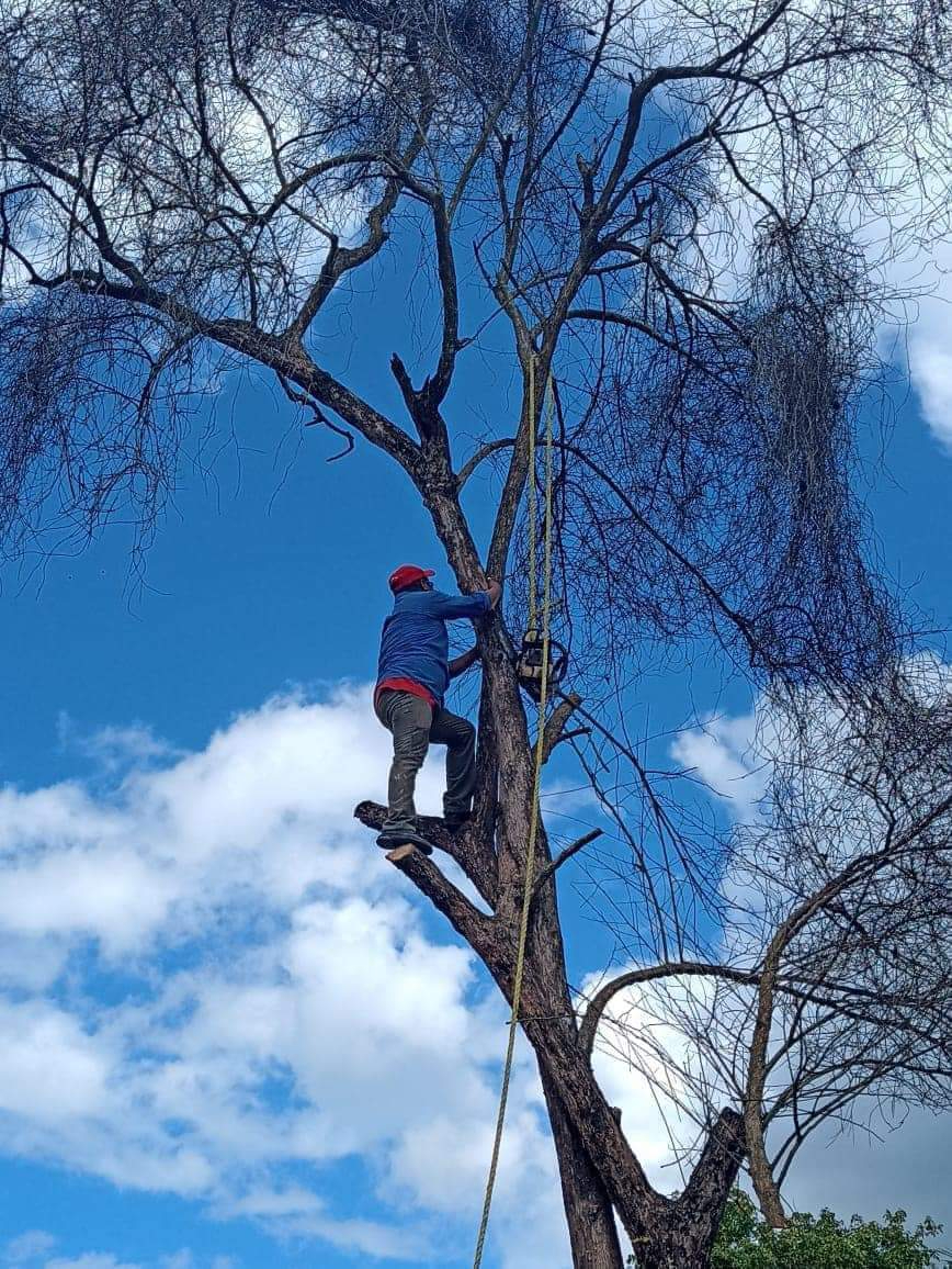 El personal desmontó el árbol y cortó los troncos para evitar peligros