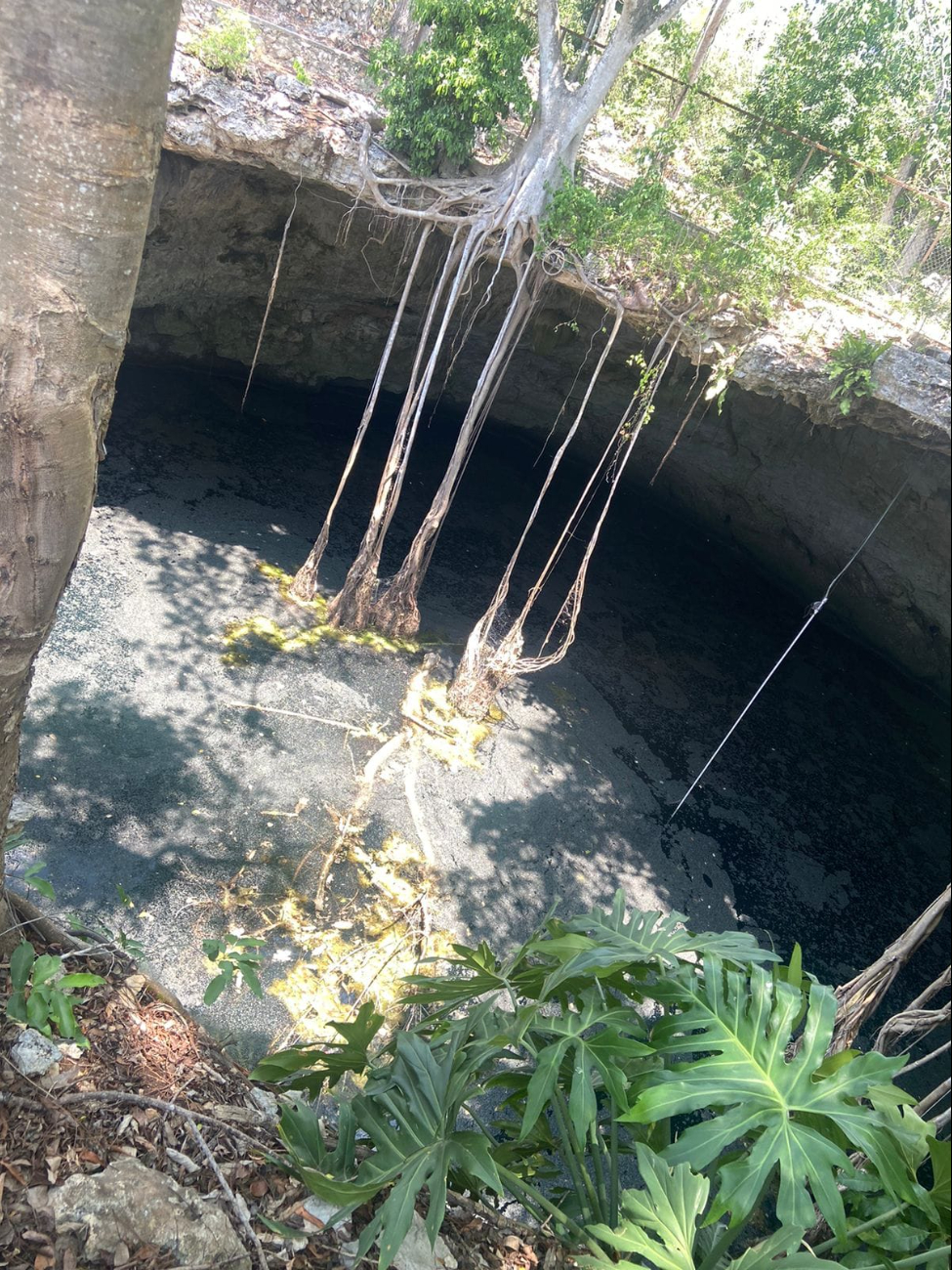 Especialistas trabajarán para retirar al cocodrilo del cenote