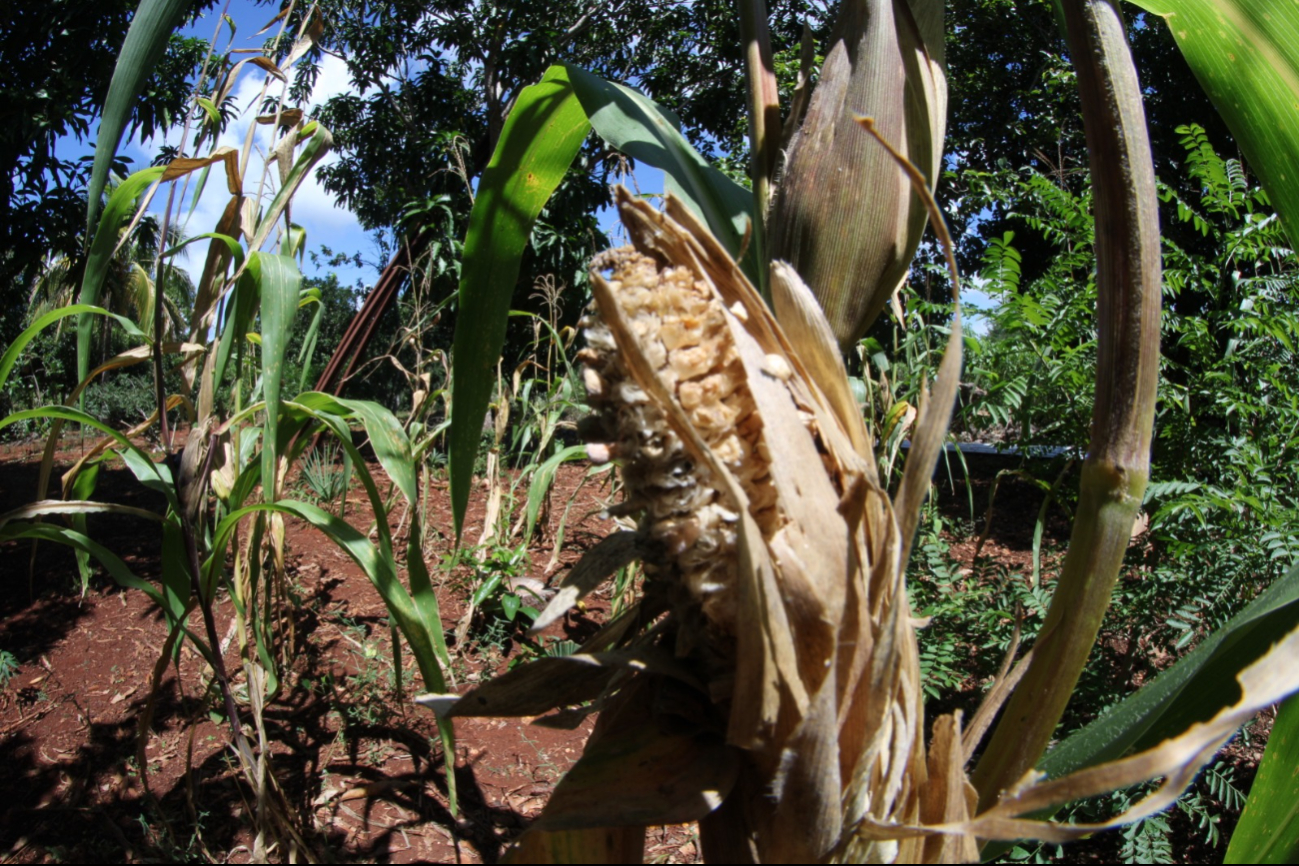 Productores se preparan para implementar el 