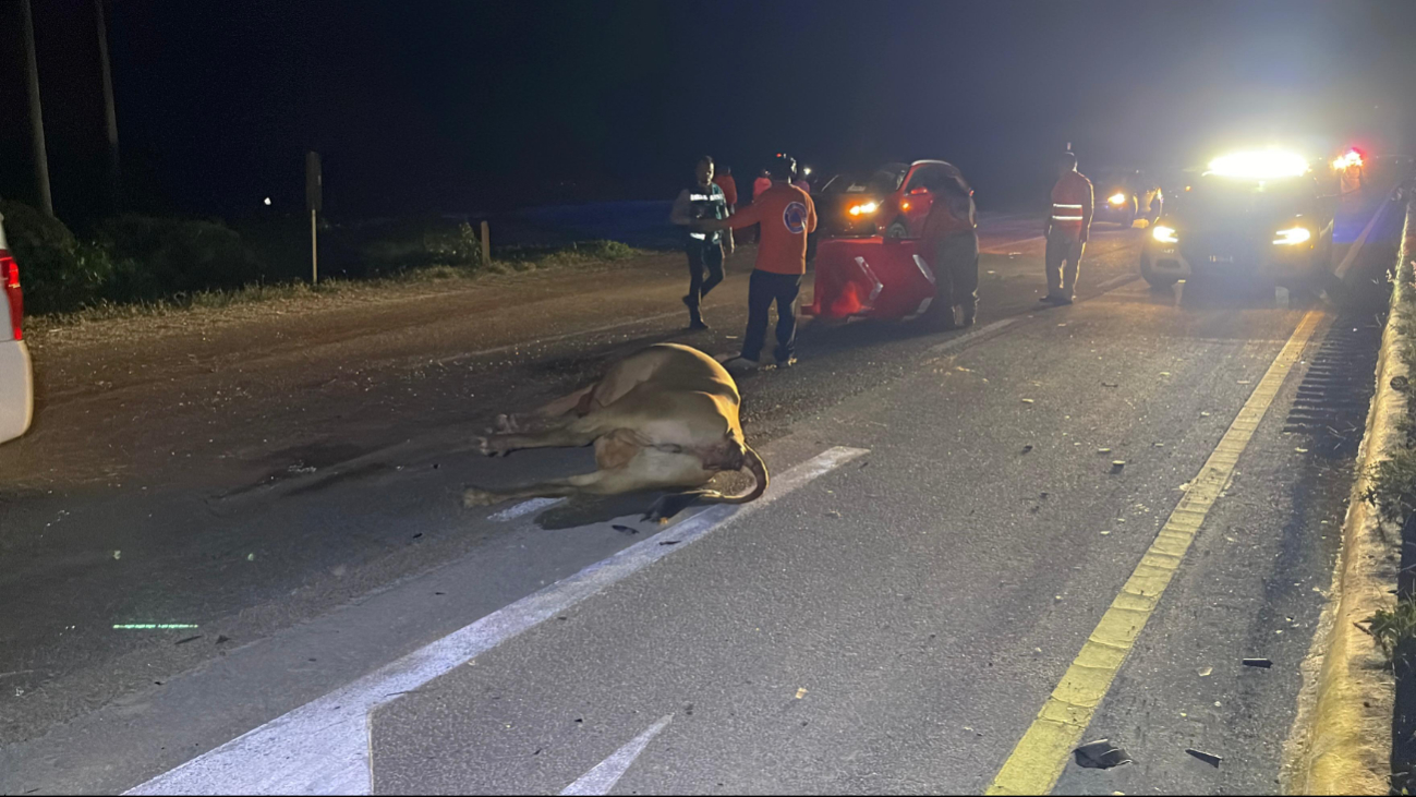 La vaca perdió de manera instantánea la vida.