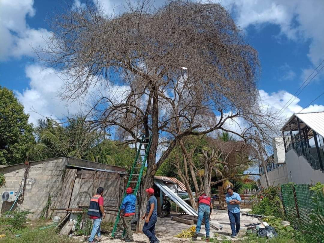 Retiran árbol a punto de caer en la colonia 10 de Mayo, en Escárcega