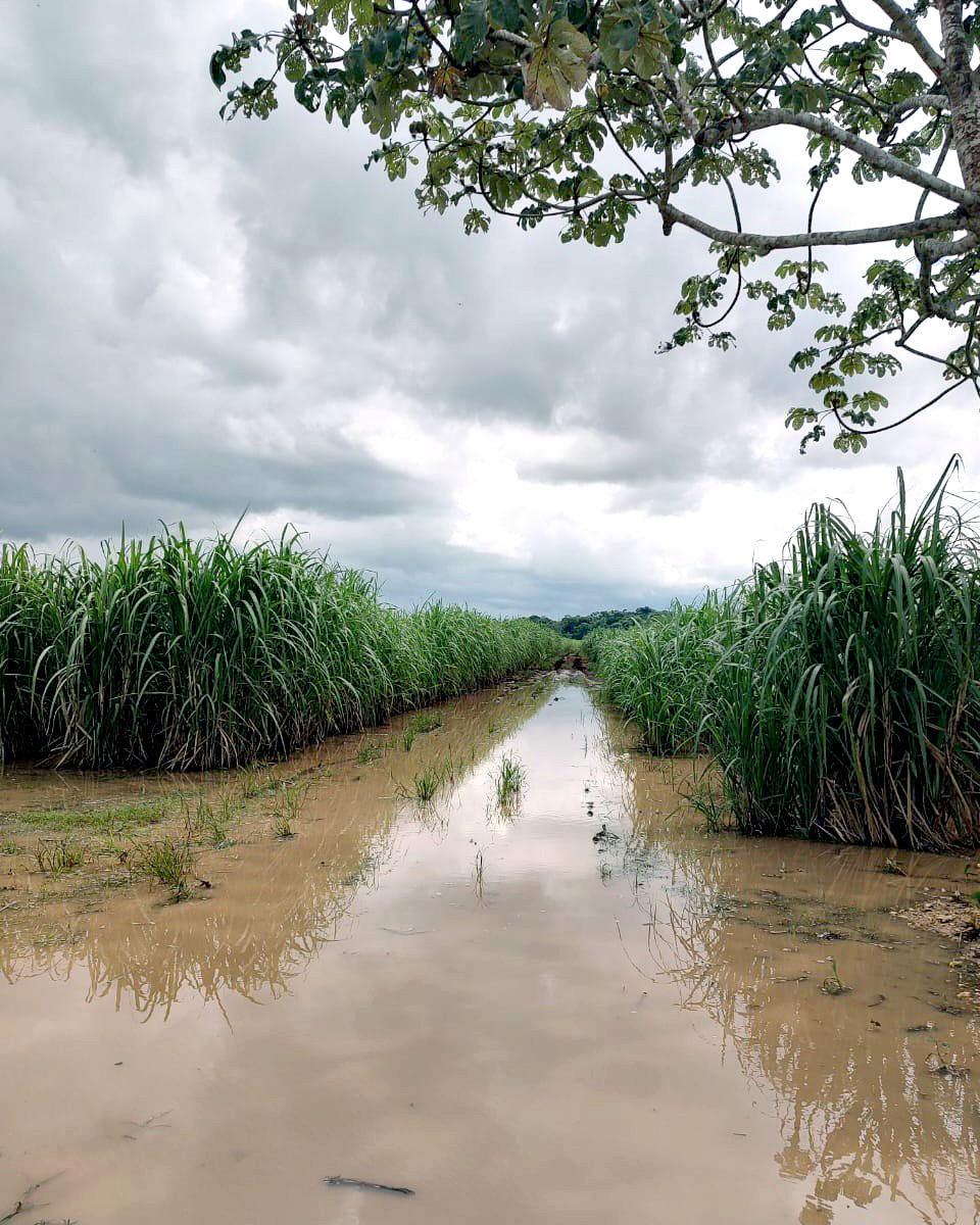 Las lluvias recientes en Othón P. Blanco han causado inundaciones que ponen en riesgo la producción de caña en la Ribera del Río Hondo