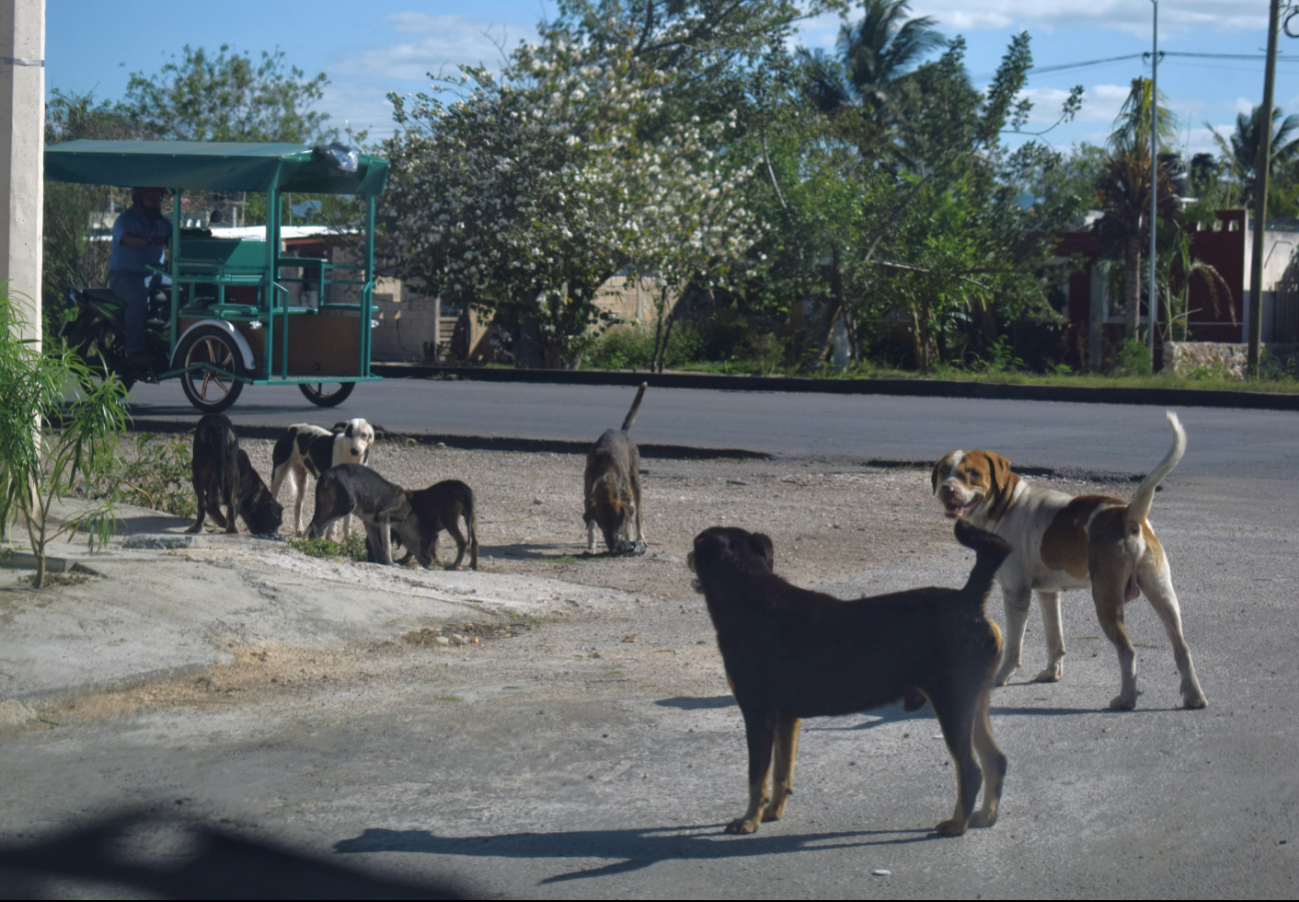 El 50% de todas las denuncias por maltrato animal están en Kanasín