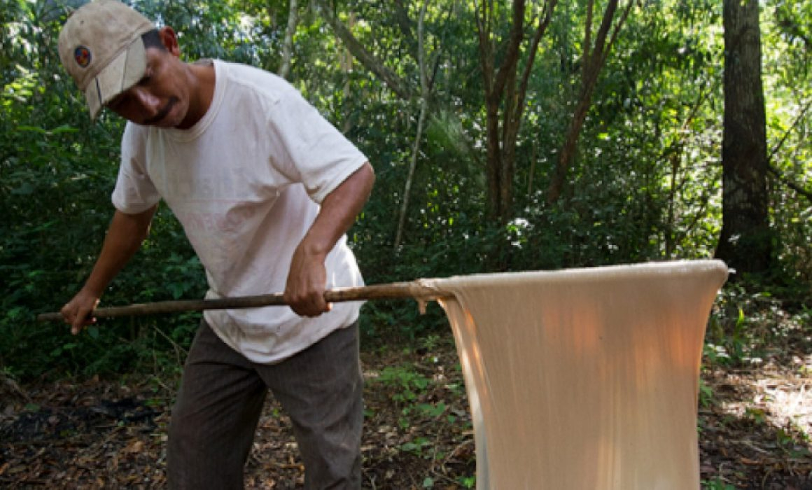 Este reconocimiento asegura el uso exclusivo del chicle obtenido del látex de los árboles de chicozapote en las selvas de Quintana Roo y Campeche