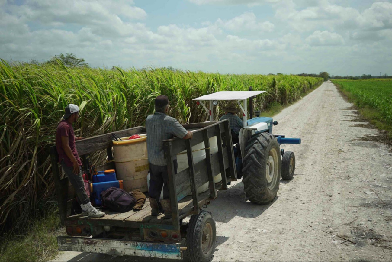 Productores cañeros optan por reducir su huella ecológica