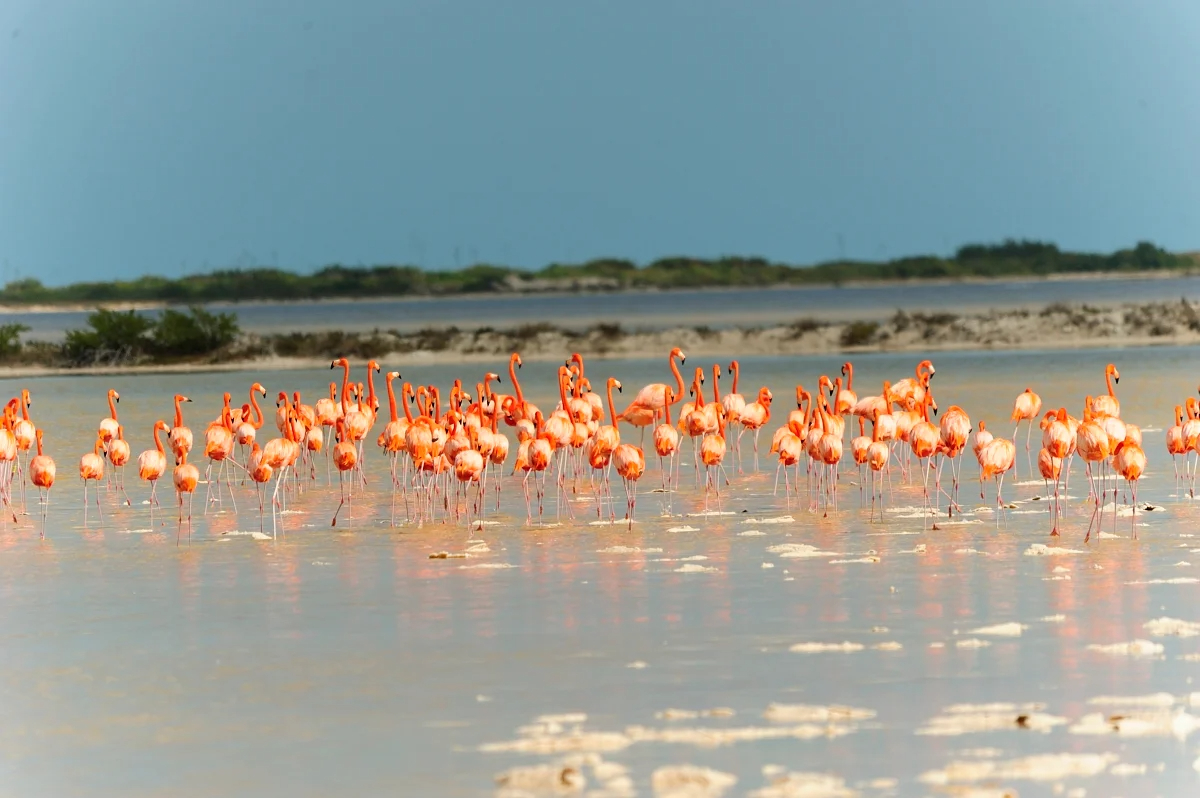 San Felipe ofrece actividades como tours de pesca deportiva y paseos en lancha por los manglares