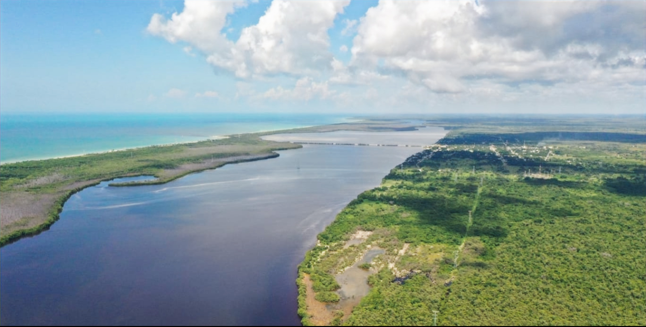 Más de 200 mil árboles de mangle serán plantados en Sabancuy como parte de un programa de reforestación