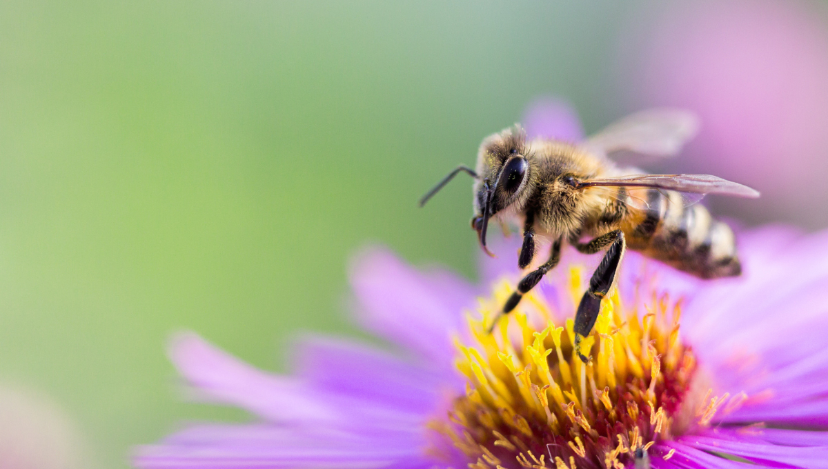 Cuidar a los animales es crucial por razones éticas, de biodiversidad y conservación