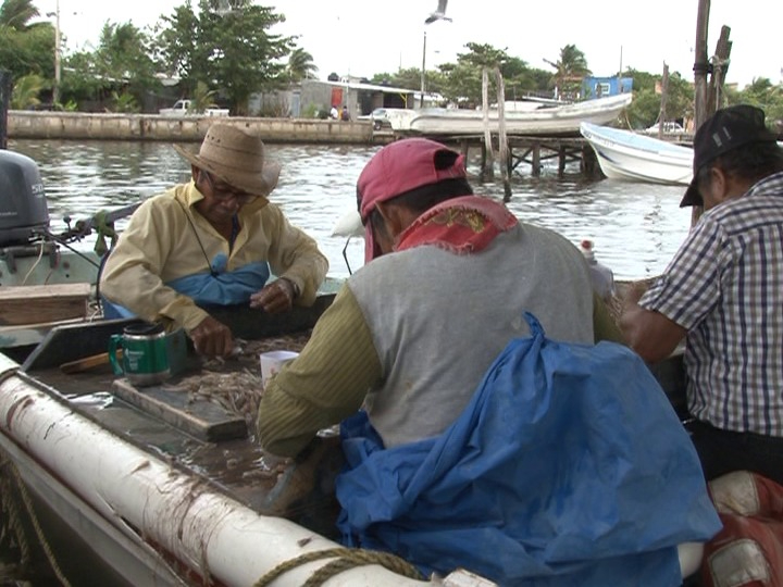 Desaliento en pesca de camarón