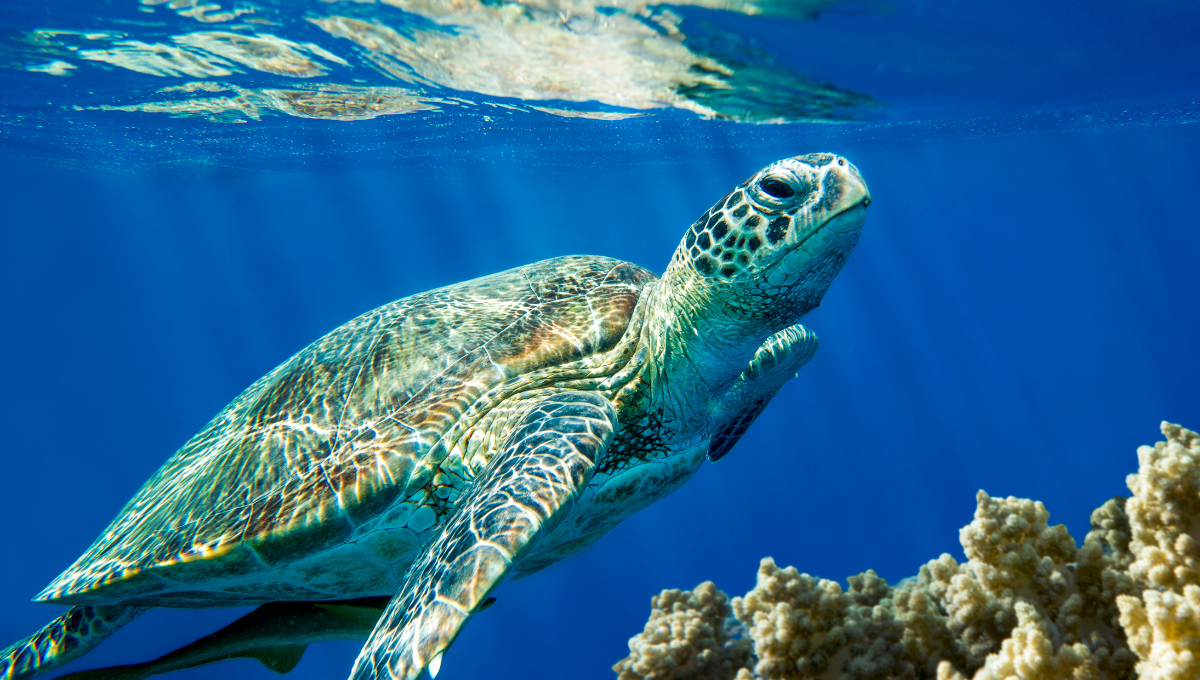 Especie de tortuga marina amenazada por la pesca incidental y la contaminación