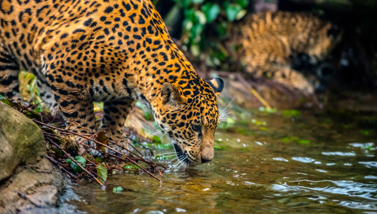 Mayor felino de América, crucial para el equilibrio de los ecosistemas