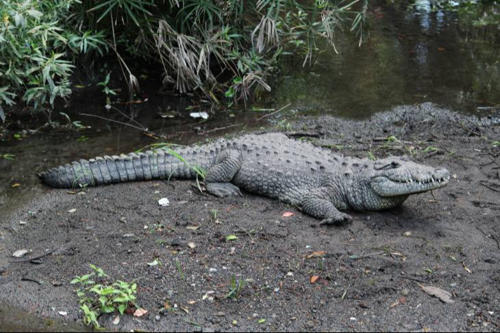 Se encuentra en los humedales de la Laguna de Términos