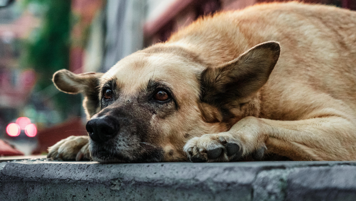 En Campeche, el maltrato animal puede resultar en multas de 12,000 a 22,000 pesos y penas de dos a cuatro años de cárcel