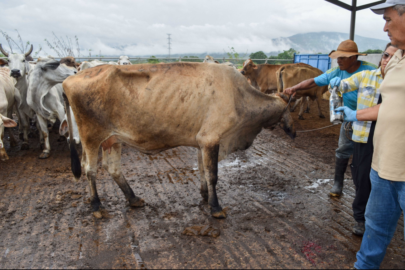 En Campeche hay alertas por los riesgos económicos del gusano barrenador tras la emergencia sanitaria en Guatemala