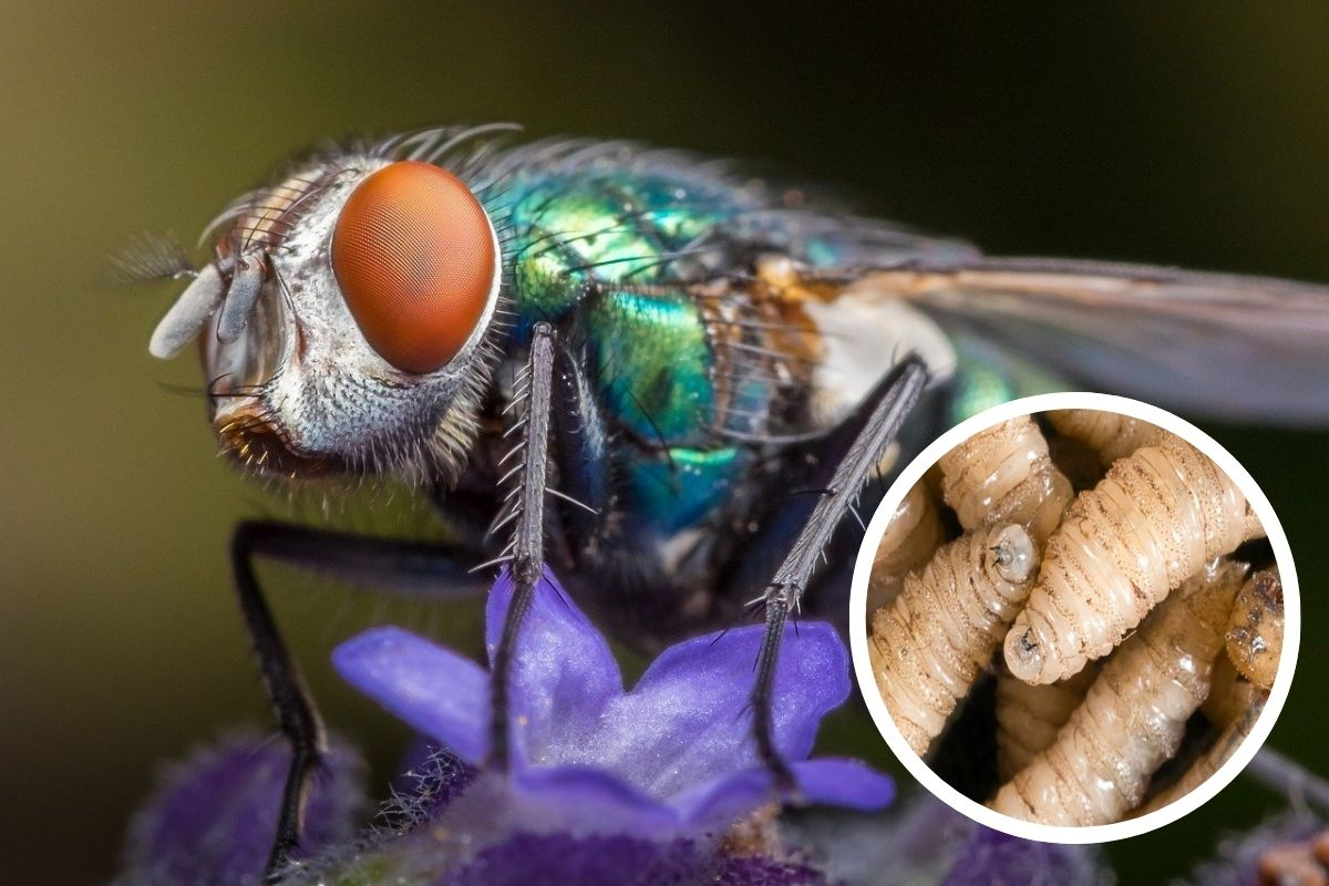 Infestación causada por las larvas de la mosca Cochliomyia hominivorax