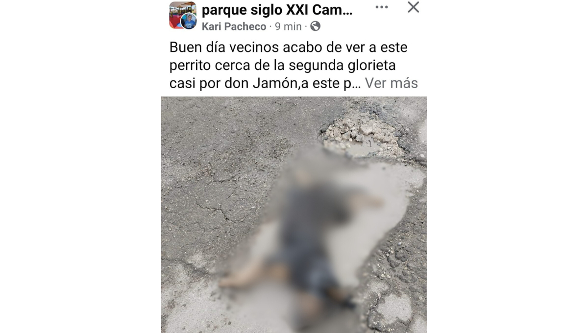 Un perrito escapado fue atropellado, causando enojo y tristeza entre los vecinos