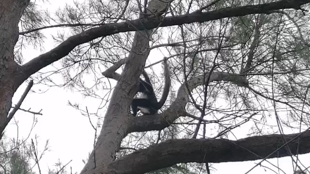 Los visitantes y personal del cementerio dieron aviso al mono que se encontraba en la cima de los árboles