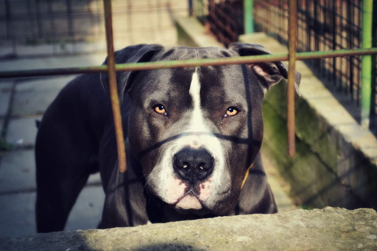 Un perro de raza Pitbull atacó a tres menores en una secundaria de Monterrey, Nuevo León