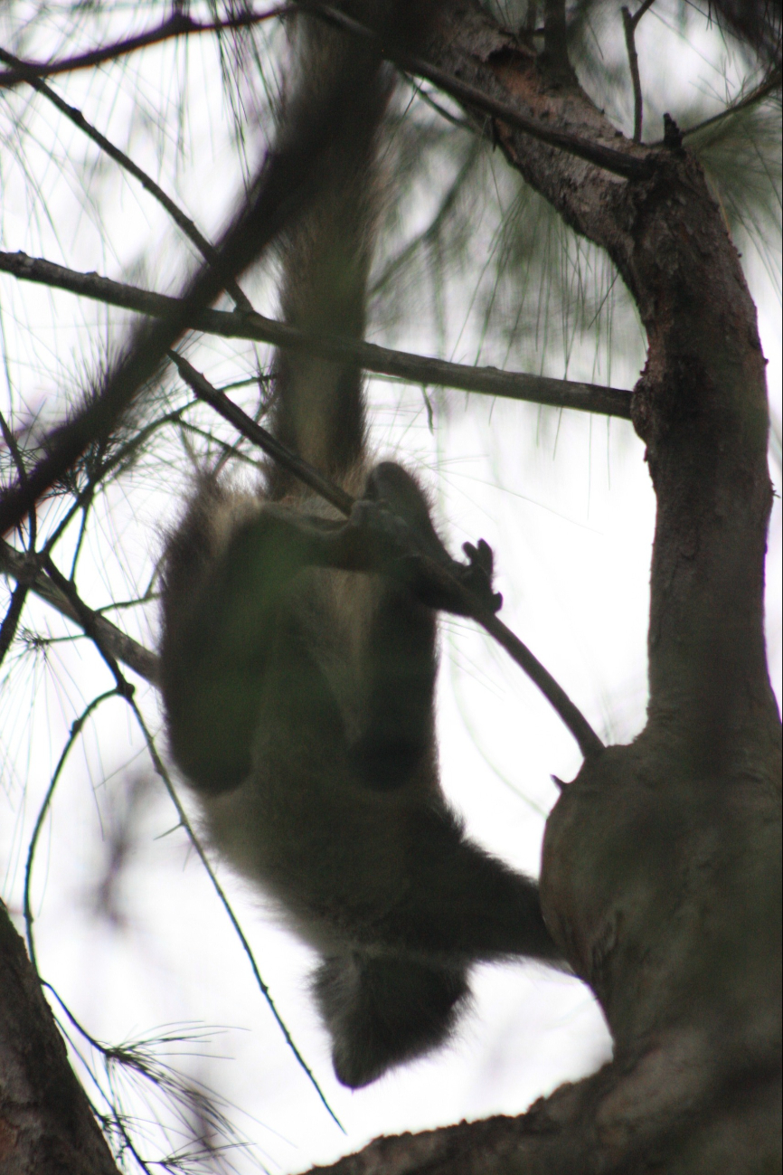 Varias personas permanecieron observando al primate, otros avisaron que en los alrededores hay más