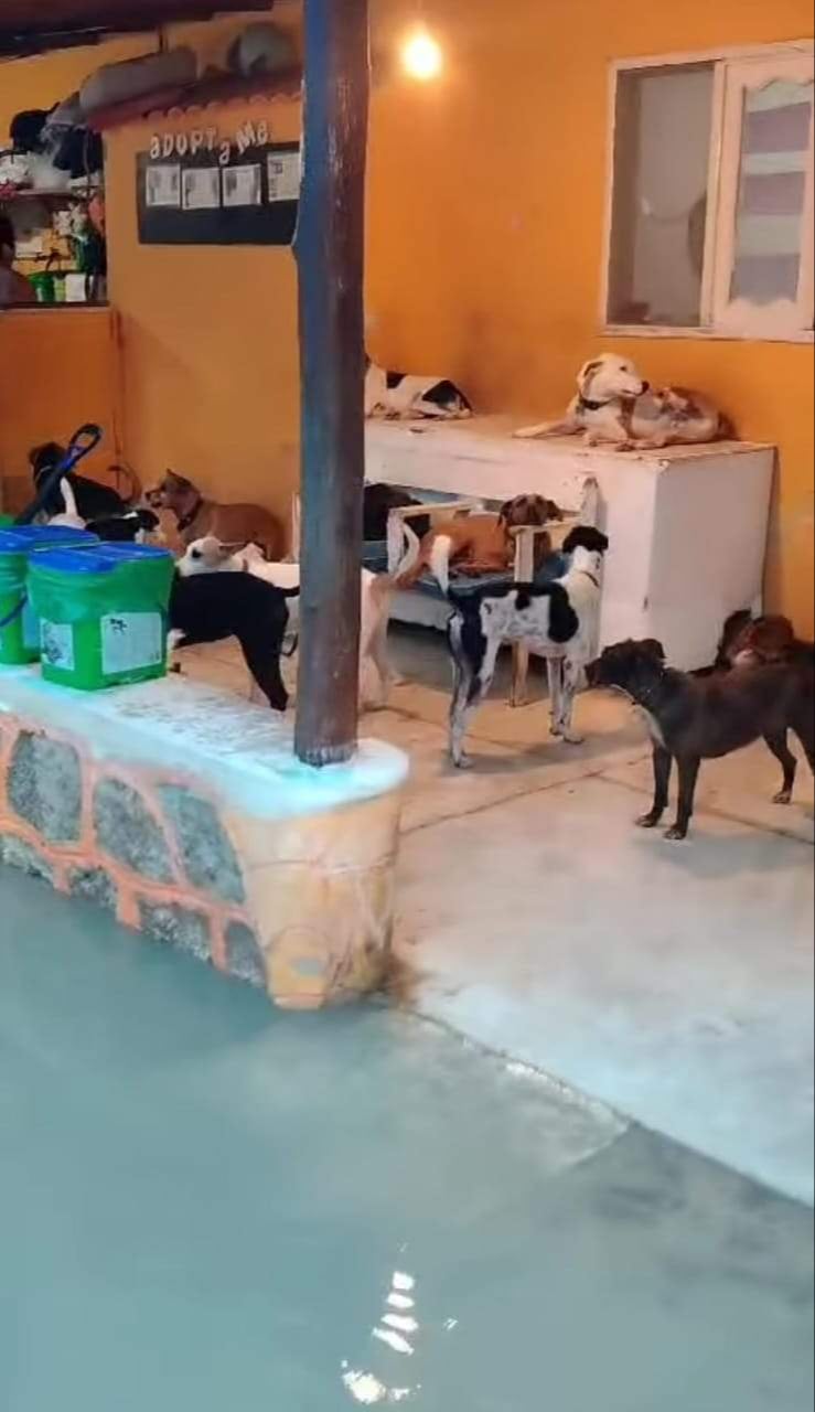 El refugio reporta más llegada de animales maltratados