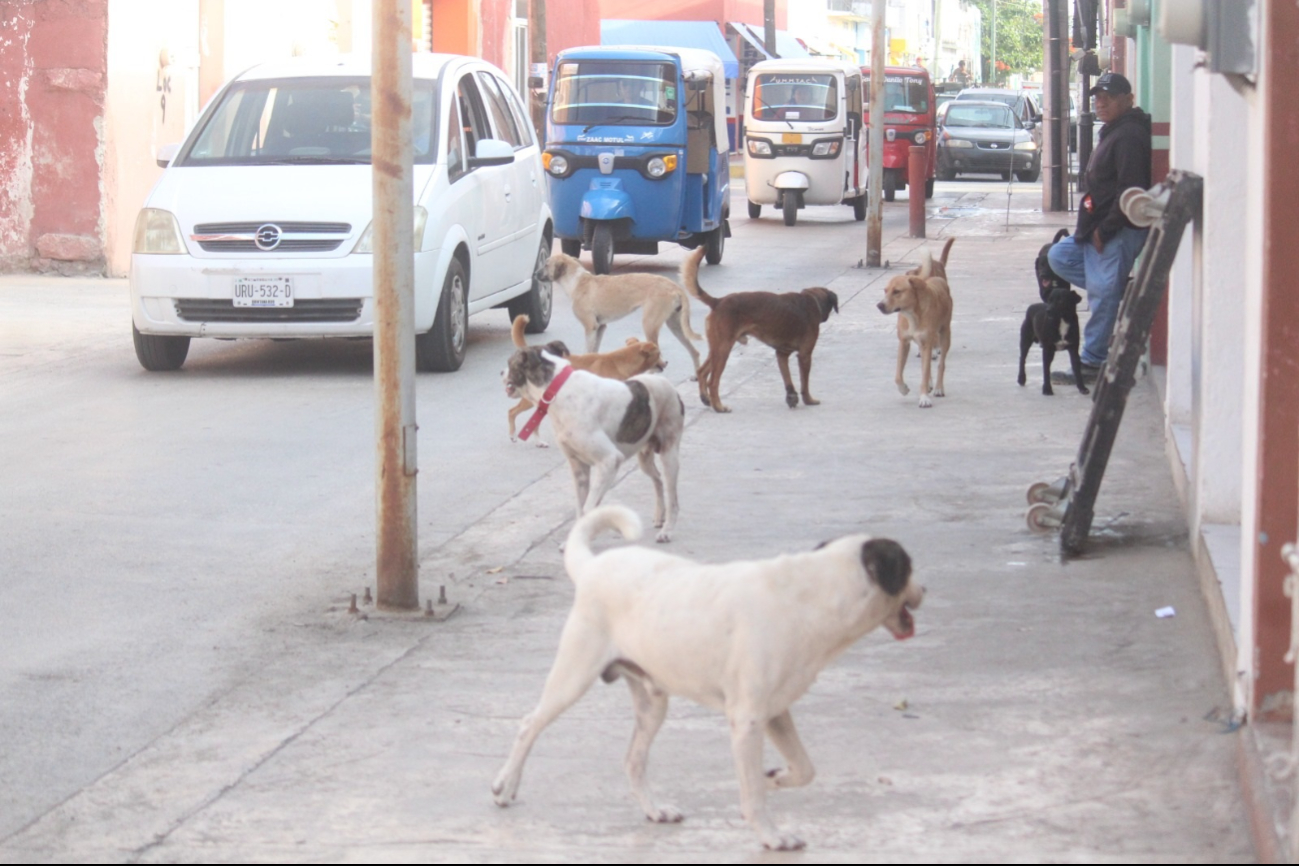  Concientizan en Motul sobre maltrato animal   