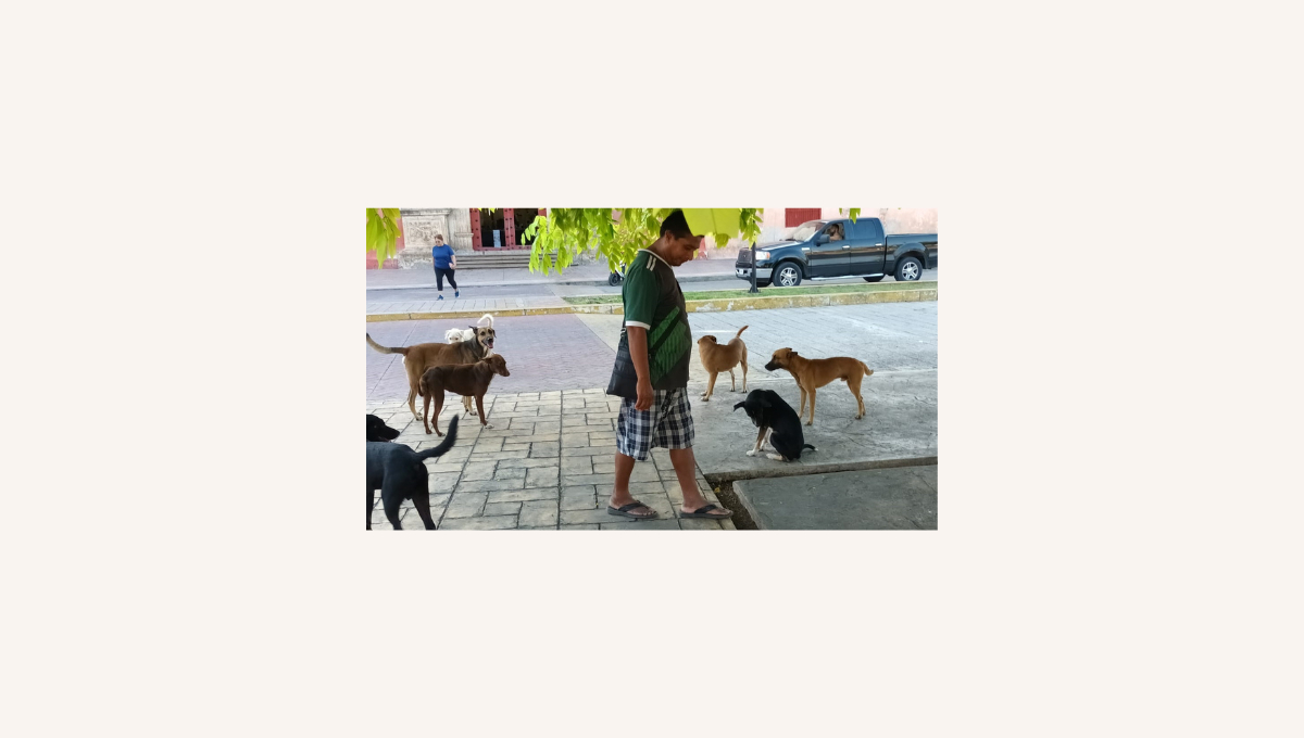 Los que suelen recibir mayor daño son los perros que se encuentran en situación de calle