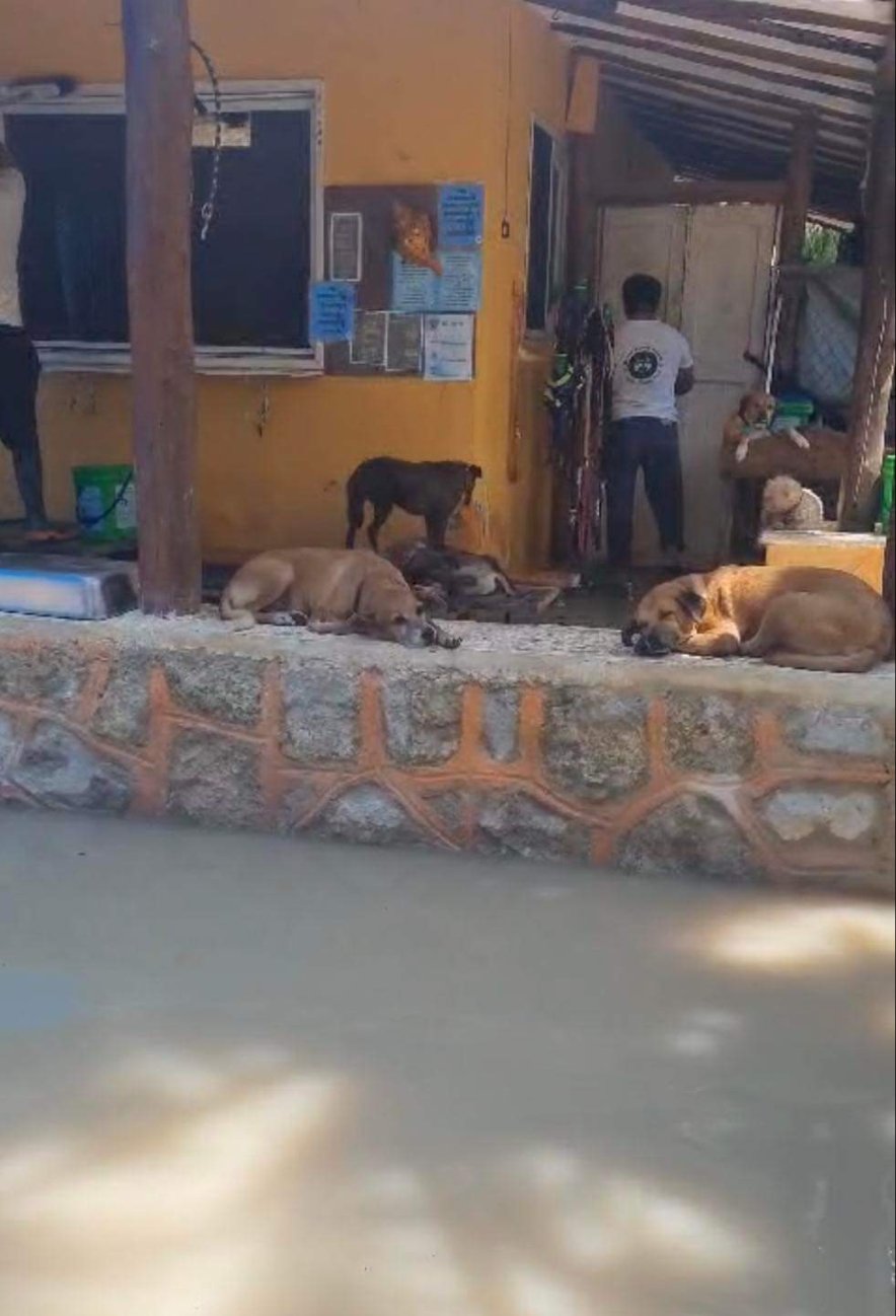 Refugio de mascotas en Holbox pide ayuda a la comunidad por escasez de recursos