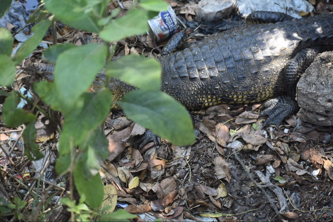 Si hay un animal en zonas urbanas, pueden contactar a la Policía Ecológica: 9691036286