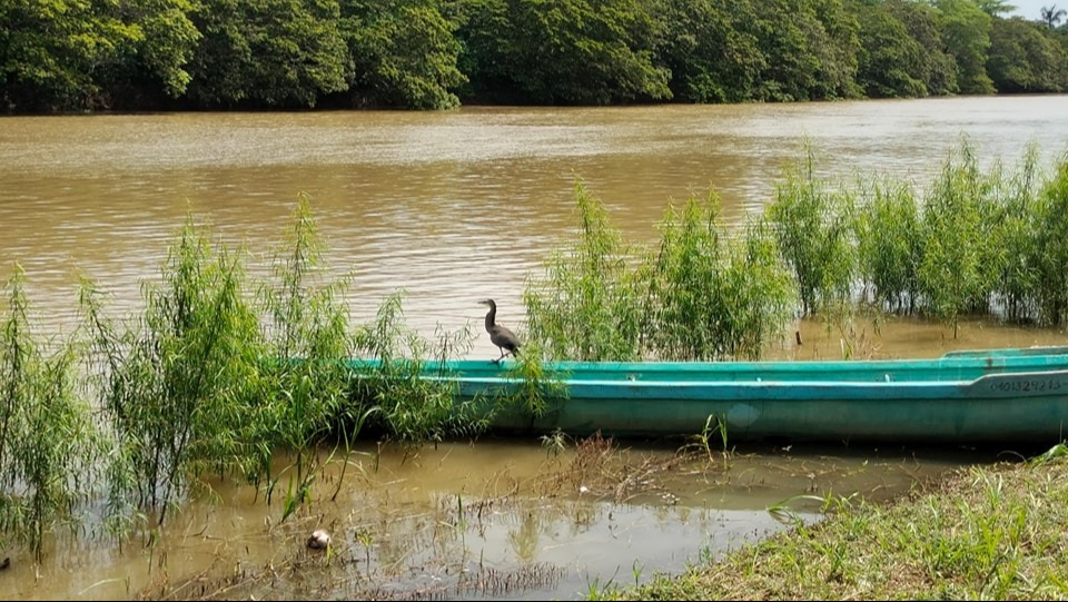 El nivel máximo histórico del Río Candelaria es de 38.95 metros, registrado en octubre de 1995