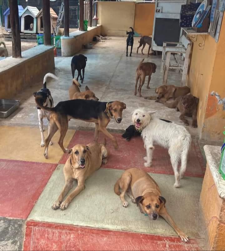 Más de 50 mascotas tuvieron que ser llevadas a otro refugio por los riesgos del huracán