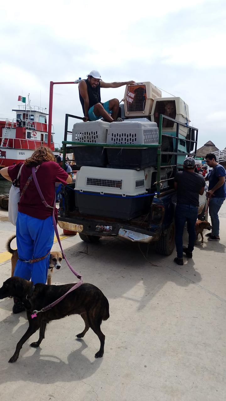 Refugio Alma Verde de Holbox evacua más de 50 mascotas por el huracán “Milton"