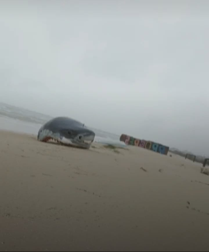 Incluso la cabeza del tiburón del muelle quedó en la orilla de la costa