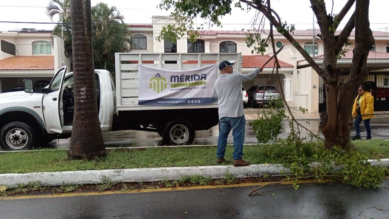 Se han retirado ramas y árboles caídos en Mérida