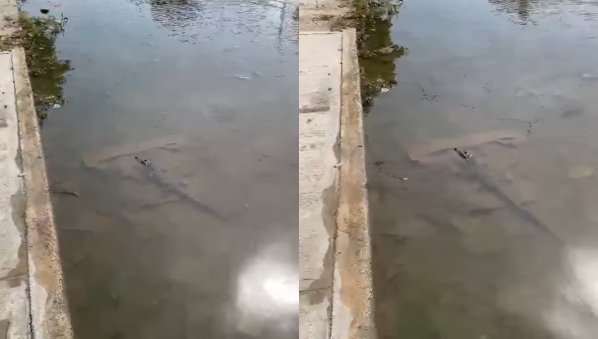 Captan  a un pequeño cocodrilo deambulando en calles de Chicxulub Puerto: VIDEO