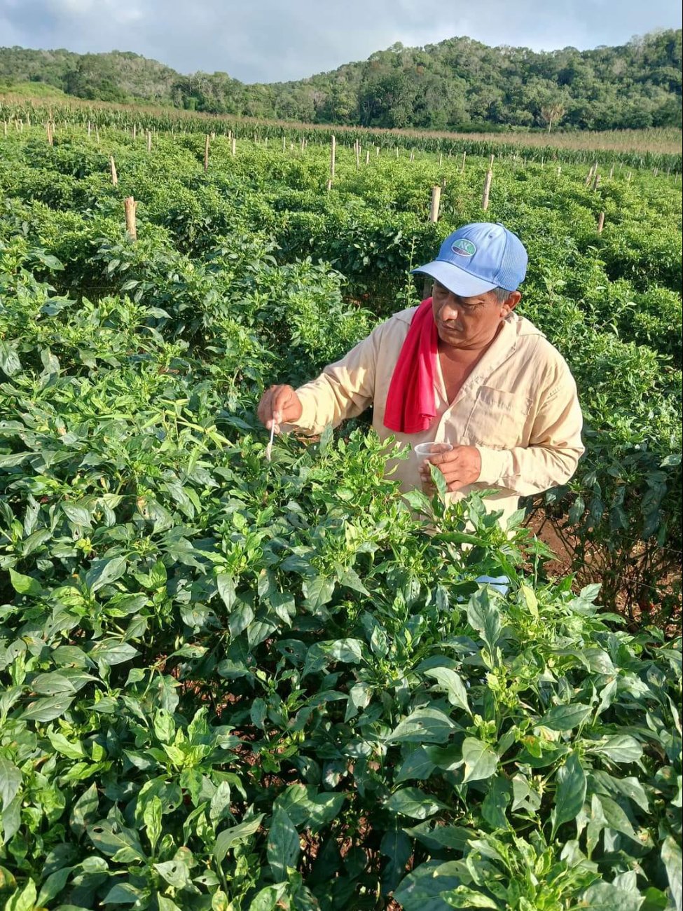 Los extensionistas han mantenido contacto con productores del Camino Real, reportando cero afectaciones