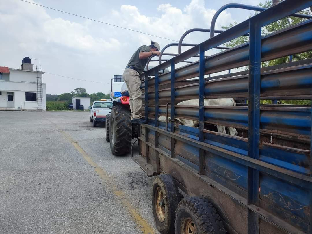 Se reforzaron las actividades de prevención contra la tuberculosis bovina en Palizada