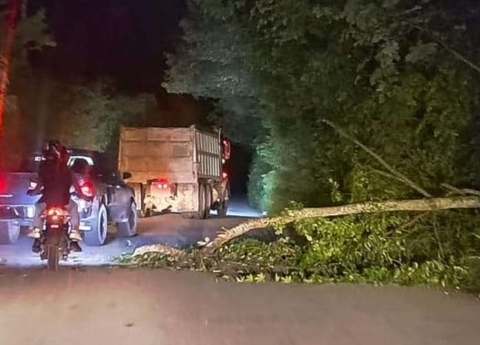 Debido a la rápida respuesta de los elementos de la CNE, el árbol fue retirad para seguir evitando el tráfico