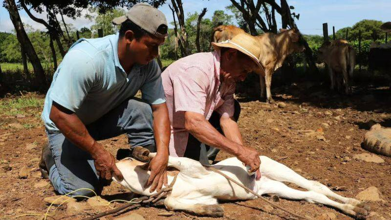 El gusano barrenador puede amenazar severamente a la industria de ganado del país.