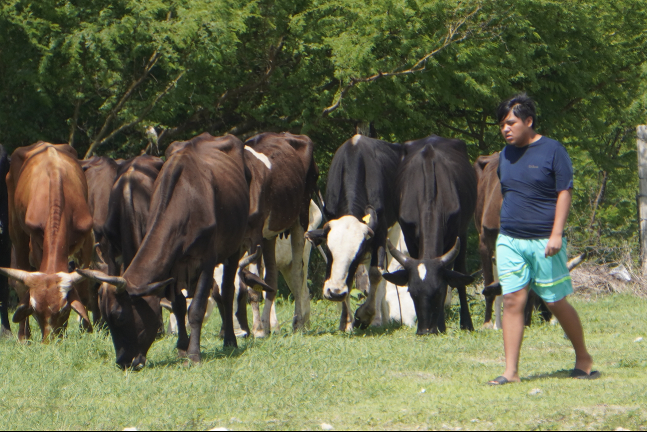  Veterinarios piden no sacrificar murciélagos por rabia bovina    en Campeche