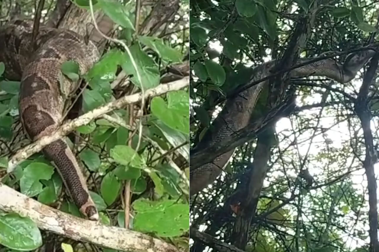 ¡Que miedo! Encuentran enorme boa en Seyé de más de un metro de largo