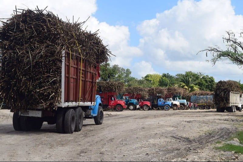 12 mil hectáreas en toda la zona hanimpactando en la cantidad y calidad de extracción de azúcar de la vara dulce