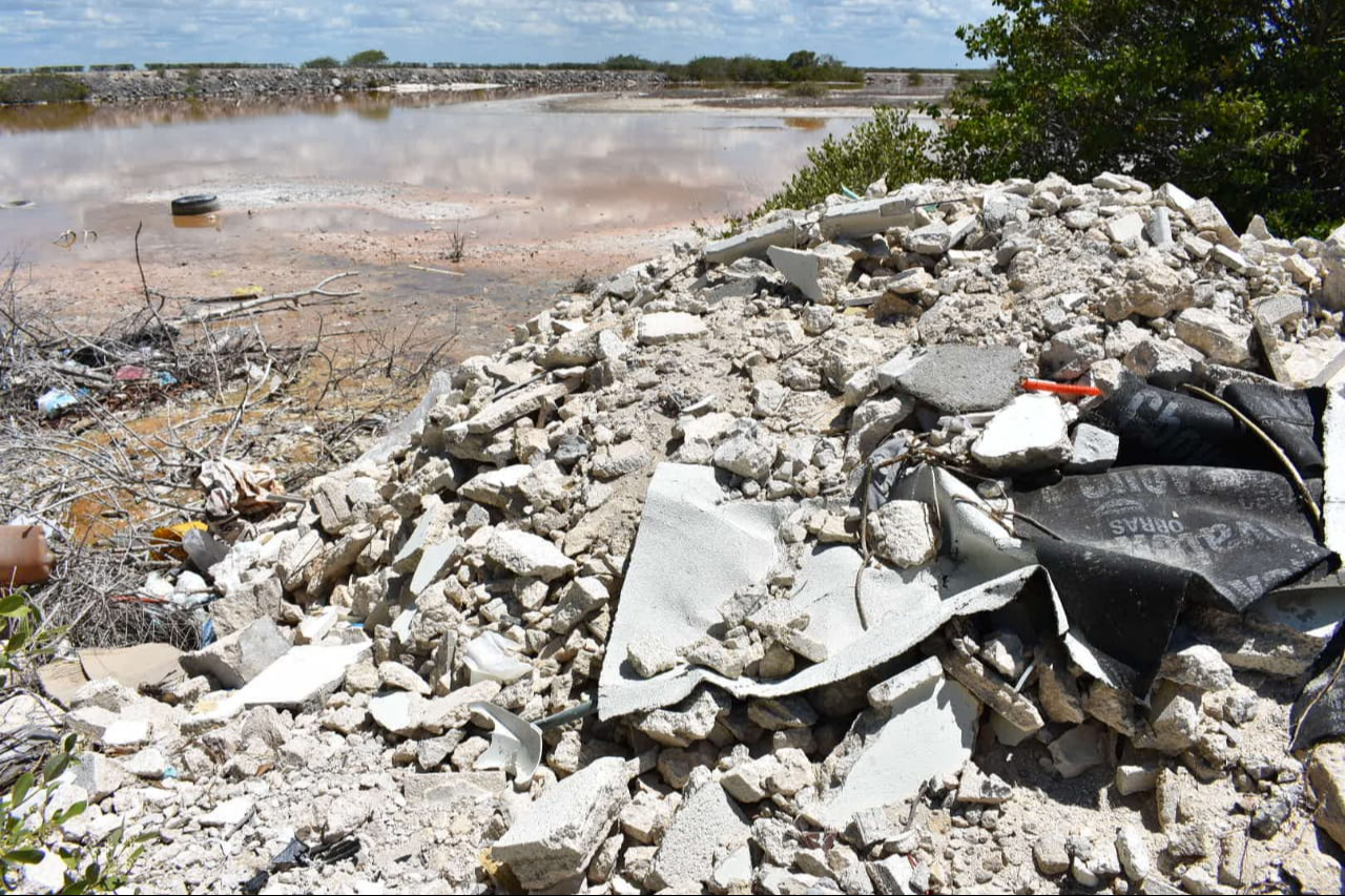 El manglar de Chicxulub ha sido destruido por los invasores