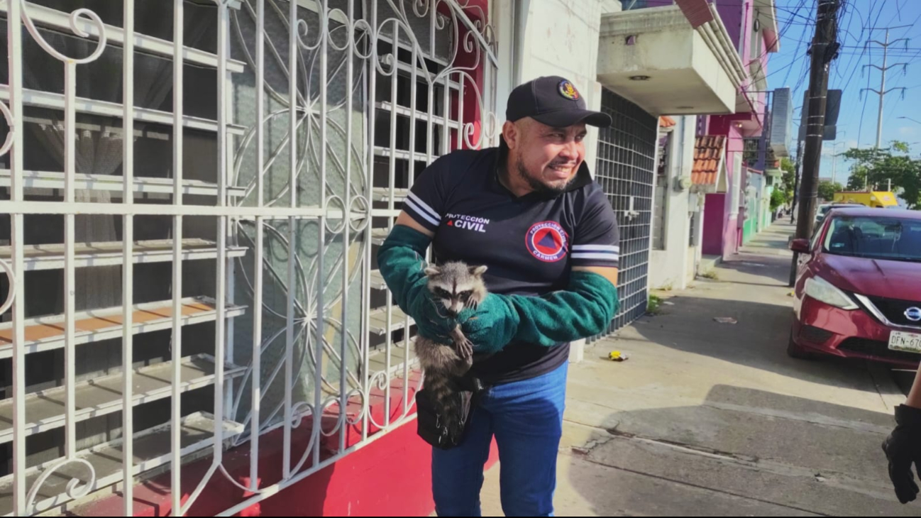 El mapache, al no poder entrar, se resguardó en una esquina de la ventana y respondió con gruñidos