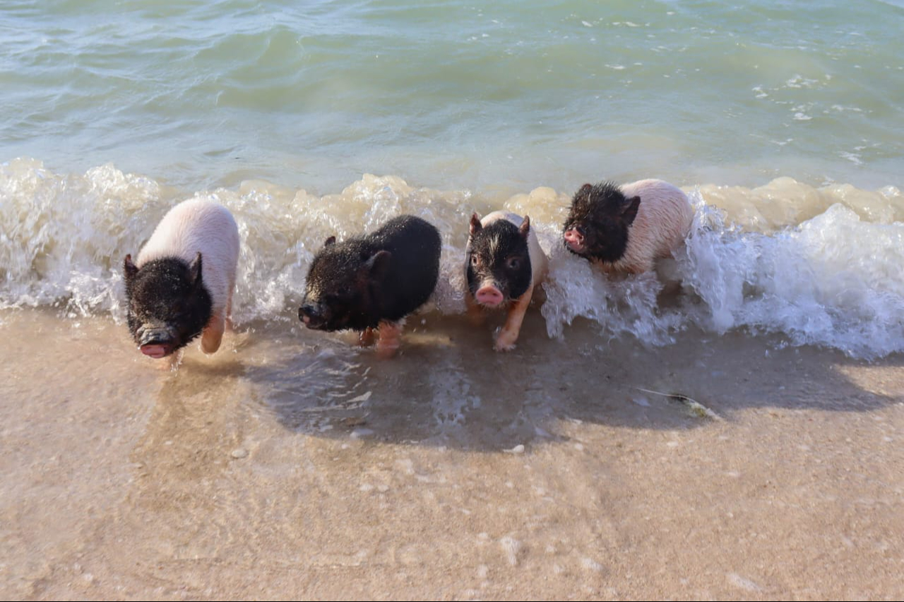 Los cerditos de Pig Beach fueron llevados a una granja en Paraíso