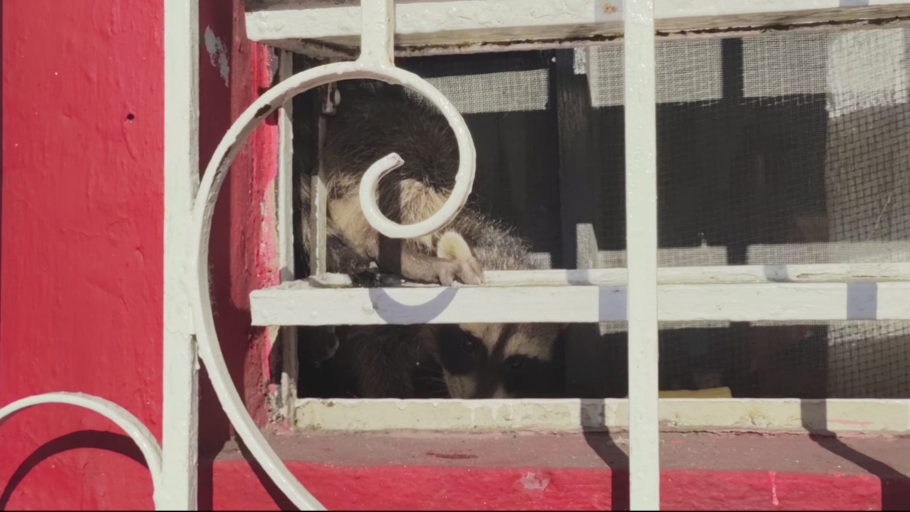 Los dueños de la casa llamaron a Protección Civil, que rescató y liberó al mapache en su hábitat natural