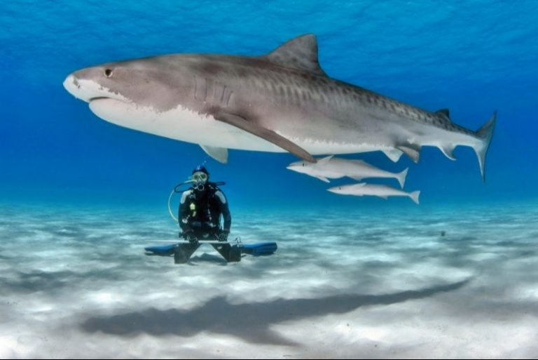 Playa del Carmen recibe a hembras de tiburón “Toro” durante el mes de noviembre.