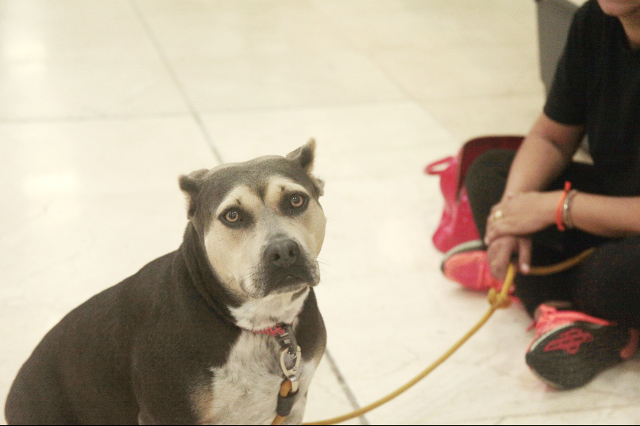 Su perrita “Inchi” y su dueña aman venir al Caribe Mexicano; no es la primera vez que vacacionan en el destino